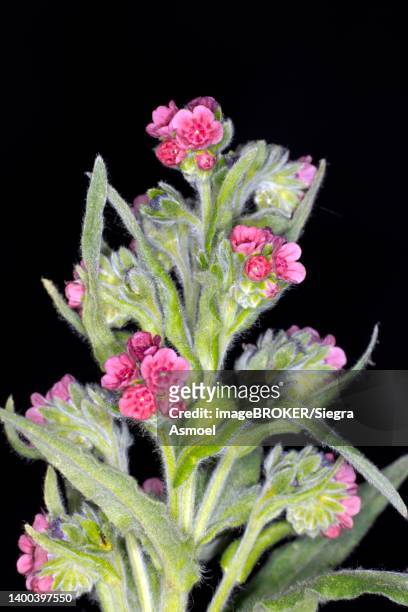 common houndstongue (cynoglossum officinale), berlin, germany - cynoglossum stock pictures, royalty-free photos & images