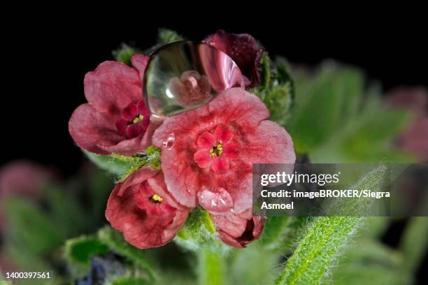 the flower of a common houndstongue (cynoglossum officinale) reflected in a drop of water, berlin, germany - cynoglossum stock pictures, royalty-free photos & images
