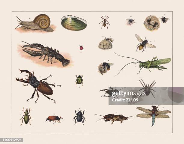 various mollusca and insects, chromolithograph, published in 1891 - cricket insect stock illustrations