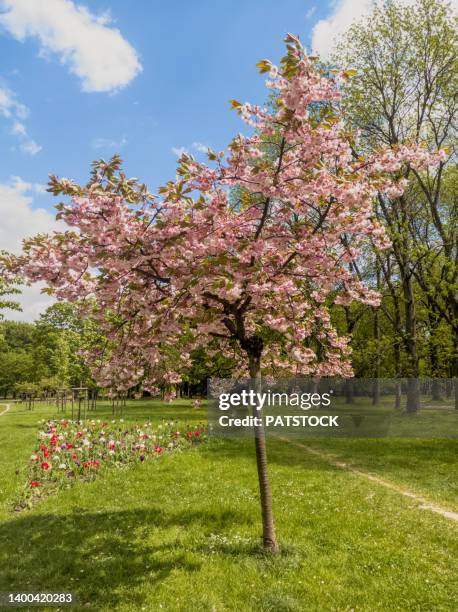 blossoming cherry tree in public park at springtime. - cerejeira árvore frutífera - fotografias e filmes do acervo