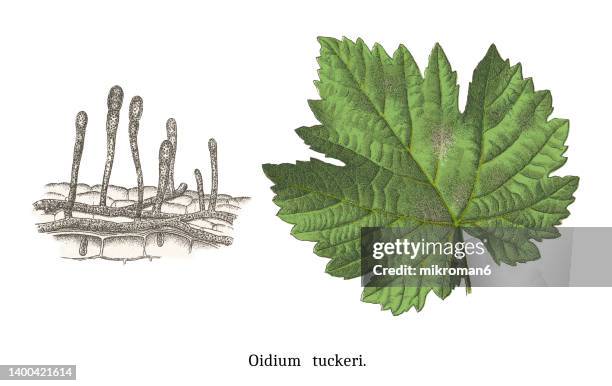 old engraved illustration of plant diseases - grapevine powdery mildew disease (oidium tuckeri berk.) - powdery mildew fungus stockfoto's en -beelden