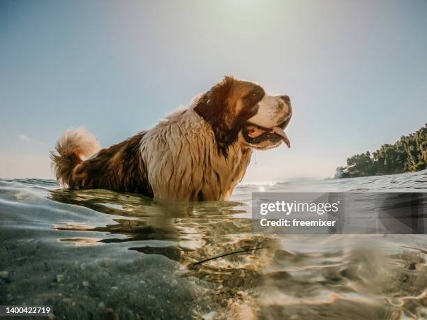 hund im urlaub  - bernhardiner stock-fotos und bilder