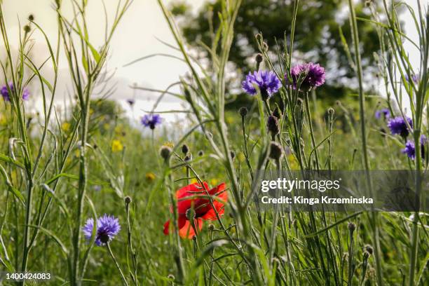 meadow - bee flower grass stock-fotos und bilder