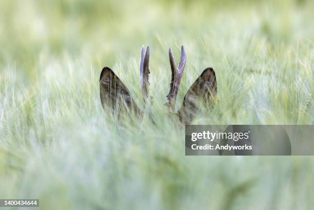 hiding roebuck - bokken dierlijk gedrag stockfoto's en -beelden