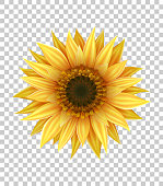 3D realistic yellow sunflower isolated on transparent background
