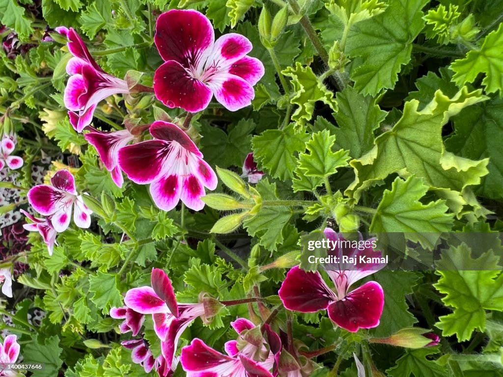 Rose Geranium (Pelargonium Graveolens) flowering plant in close up.