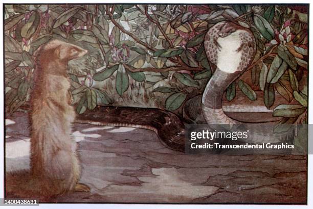Illustration , from Rudyard Kipling's 'The Jungle Book,' depicts a mongoose as it faces off with a cobra, 1913. It was published by the New...