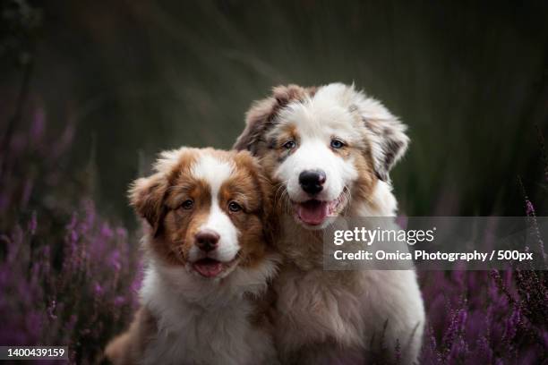 portrait of dogs on field - australian shepherd stock-fotos und bilder