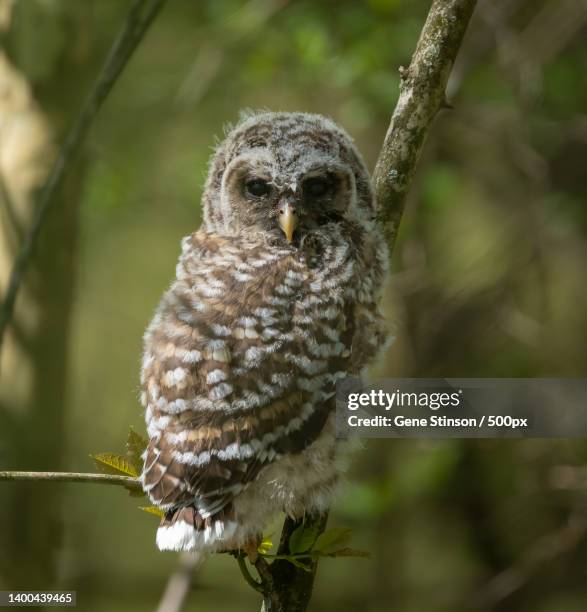 close-up portrait of barred great gray owl perching on branch,chandler,indiana,united states,usa - barred owl stock pictures, royalty-free photos & images