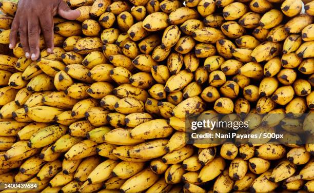 cropped hand of man buying bananas at market stall,barranquilla,colombia - seleccion colombia stock-fotos und bilder