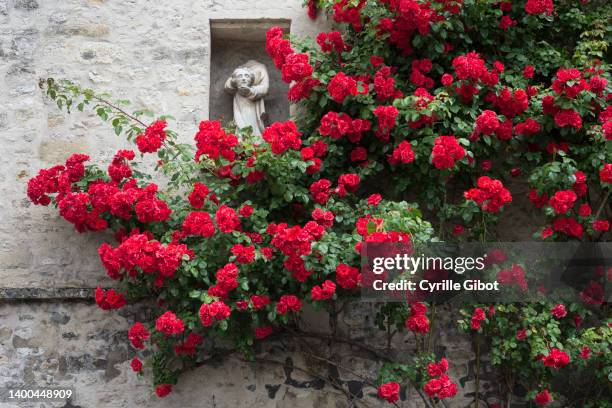 statue of headless saint in a niche surrounded by roses, senlis, oise, france - magic wand stock-fotos und bilder