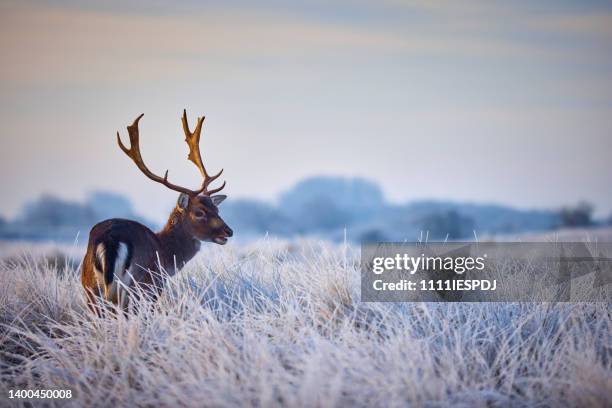 deer in winter - deer stock pictures, royalty-free photos & images