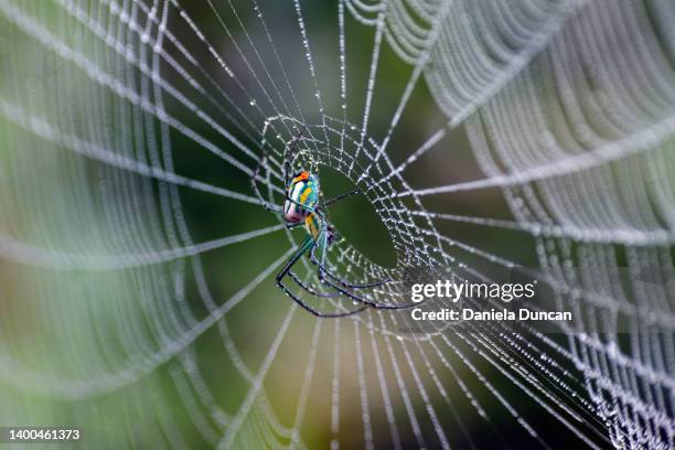 orchard spider on her web - arachnid stockfoto's en -beelden