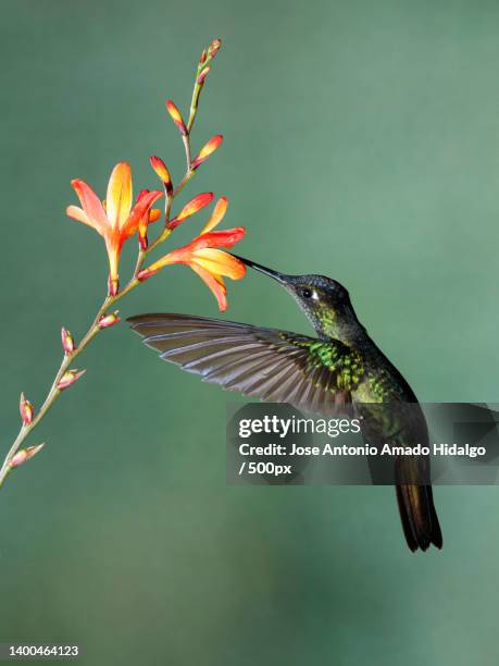 close-up of hummingbird flying by hummingbird feeder - colibri stock pictures, royalty-free photos & images