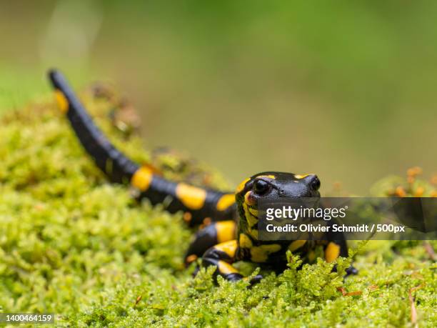 close-up of frog on field,bulgarien,bulgaria - salamandra fotografías e imágenes de stock