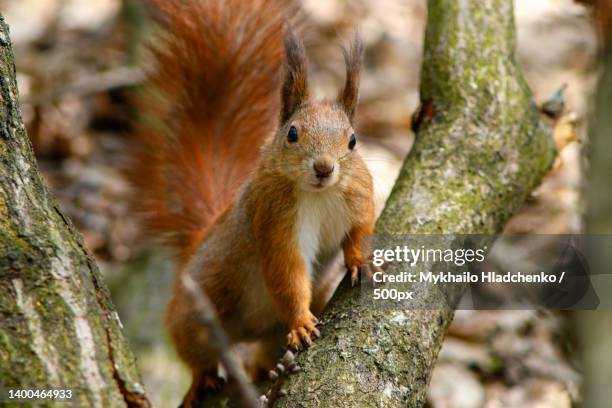 close-up of american red squirrel on tree trunk,lviv,ukraine - american red squirrel stock pictures, royalty-free photos & images