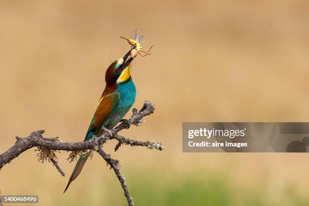 bee-eater throwing lobster(merops apiaster): the european bee-eater or common bee-eater is a species of coraciiform bird of the meropidae family. image of specimen eating a grasshopper - bee eater stock pictures, royalty-free photos & images