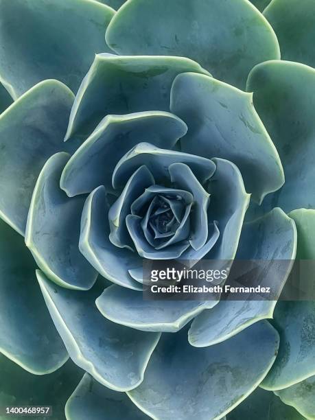 echeveria elegans, the mexican snow ball, mexican gem or white mexican rose is a species of flowering plant in the family crassulaceae. - echeveria stock pictures, royalty-free photos & images