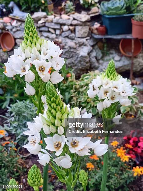 white ornithogalum thyrsoides in bloom - african lily stock pictures, royalty-free photos & images