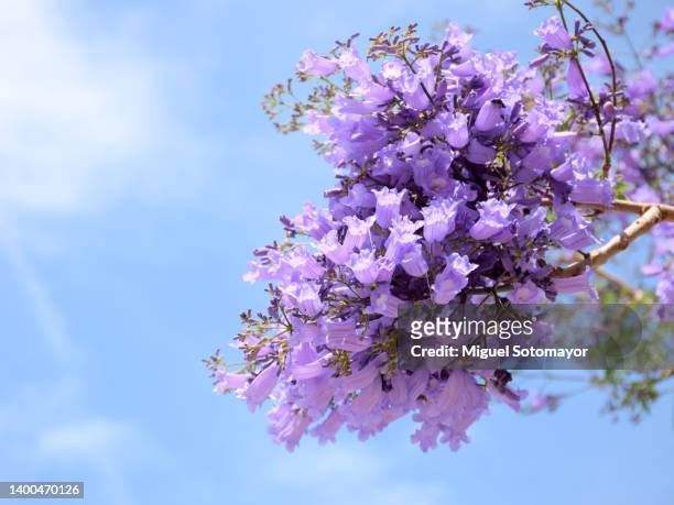 purple flower of the jacaranda tree - jacaranda tree stockfoto's en -beelden