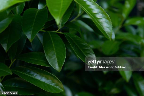 medicinal laurel on a sunny spring or summer day. green leaves of a plant or tree, beautiful natural background. lavrovishnya. - bay tree stock pictures, royalty-free photos & images