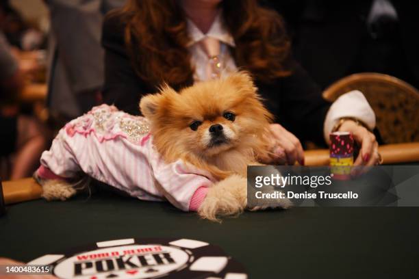 Lisa Vanderpump’s dog “Puffy” lays on a poker table while Lisa Vanderpump plays in the 2022 World Series of Poker Team Member tournament at Paris Las...