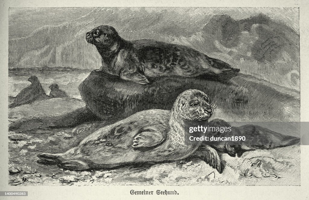 Harbor or common seal, Phoca vitulina, Wildlife vintage art illustration