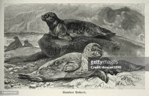 harbor or common seal, phoca vitulina, wildlife vintage art illustration - seal - animal stock illustrations