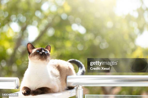siamese cat - pure bred cat stockfoto's en -beelden