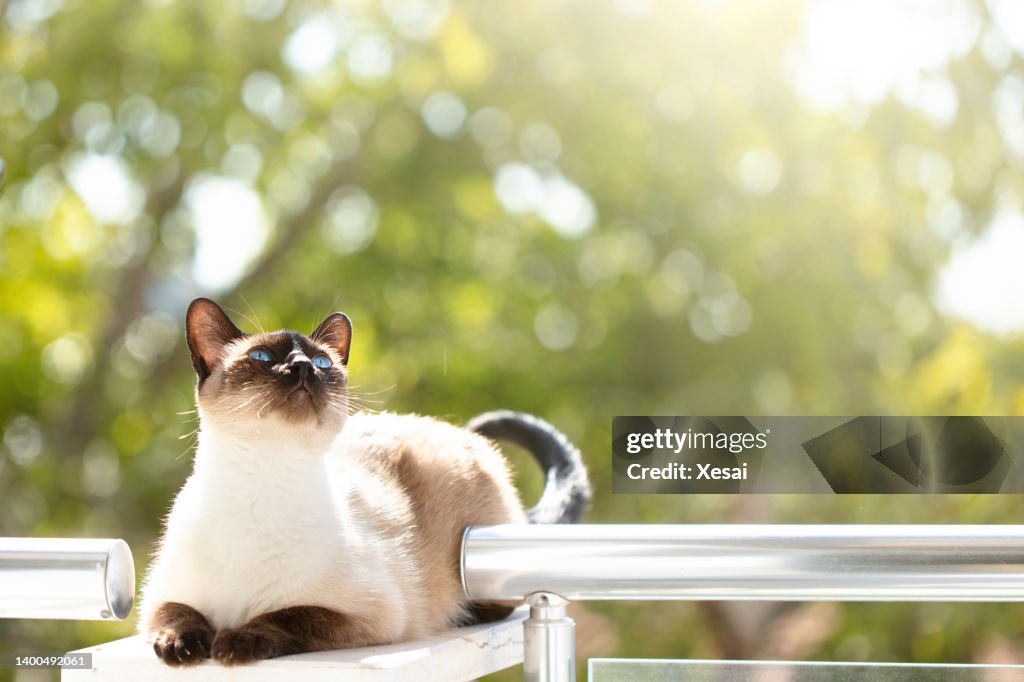 Gato siamês