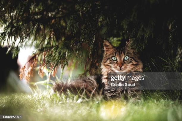 cute cat under sunshine at park - cat stock pictures, royalty-free photos & images