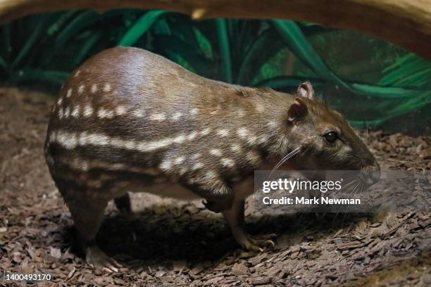 Insecta Paca Lowland Paca Photos and Premium High Res Pictures - Getty Images