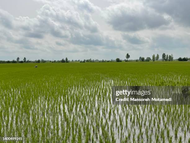 Persian Rice Field Iranian Rice Photos and Premium High Res Pictures - Getty Images
