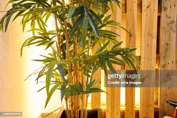 close up view of beauty nature plant bamboo cultivated and planted in a pot - dracaena houseplant stock pictures, royalty-free photos & images