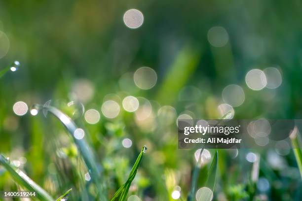 shiny rain drops on leaves - splashed water leaf stock-fotos und bilder