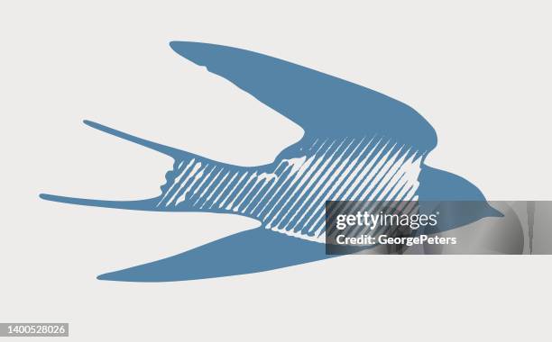 barn swallow flying - barn swallow stock illustrations