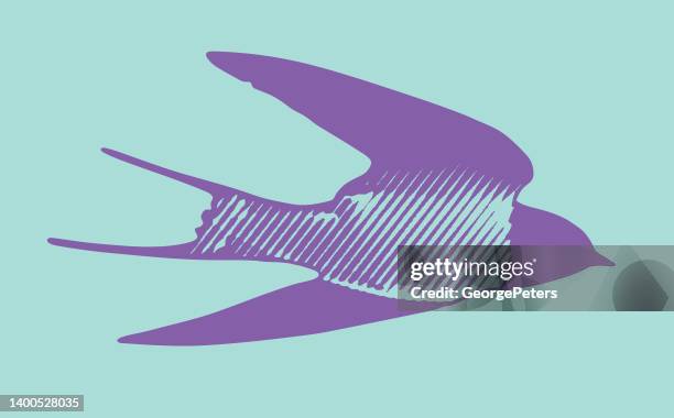 barn swallow flying - purple martin stock illustrations