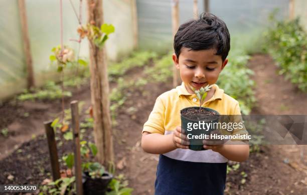 junge, der einen kleinen baum hält, um ihn in seinem hausgarten zu pflanzen - colombia land stock-fotos und bilder
