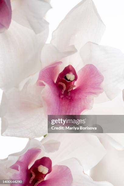 beautiful white orchid on a white background. - orchids of asia stock pictures, royalty-free photos & images