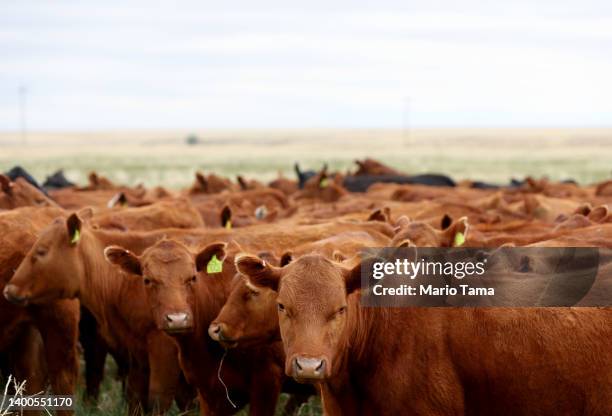 72 792 Getty Cattle Stock Photos, High-Res Pictures, and Images - Getty ...