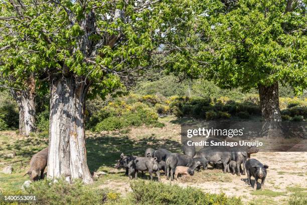 feral pigs feeding on a forest - haute corse stock-fotos und bilder