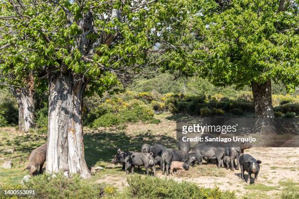 feral pigs feeding on a forest - domestic pig stock pictures, royalty-free photos & images