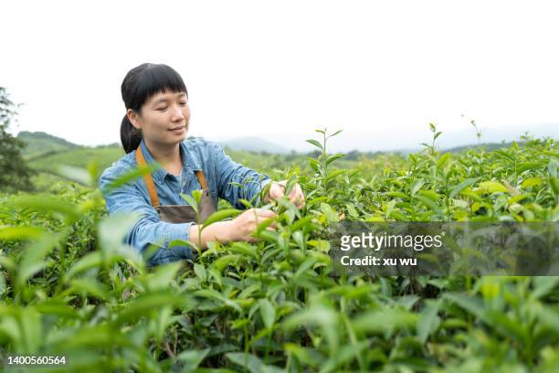 farmer picking tea leaves in tea garden - choosing experiment stockfoto's en -beelden