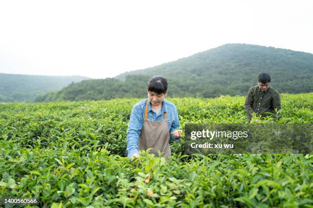 tea experts pick tea leaves in the tea garden to study the growth of tea leaves - green tea plantation leaves stock-fotos und bilder