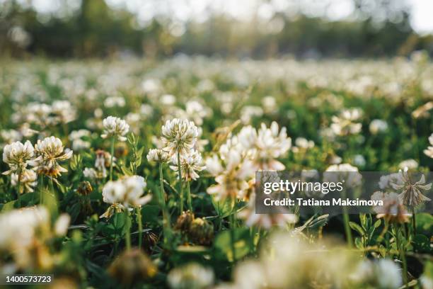 flowers on green grass background. - khaki green stock pictures, royalty-free photos & images