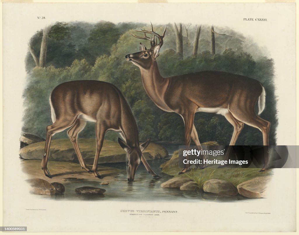 Cervus Virginianus
