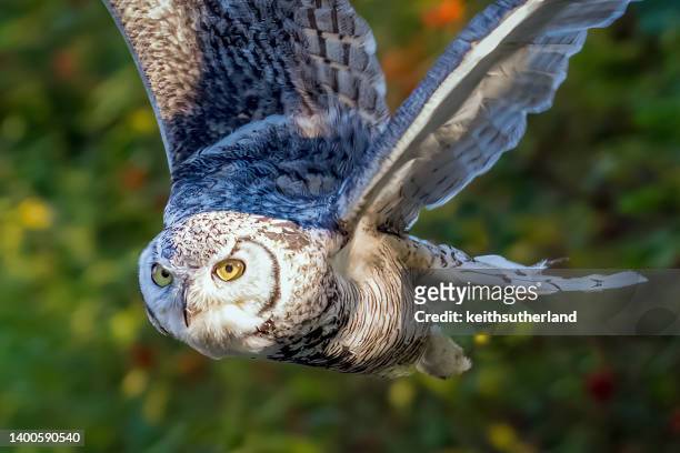 close-up of a great horned owl in flight, british columbia, canada - mocho orelhudo - fotografias e filmes do acervo