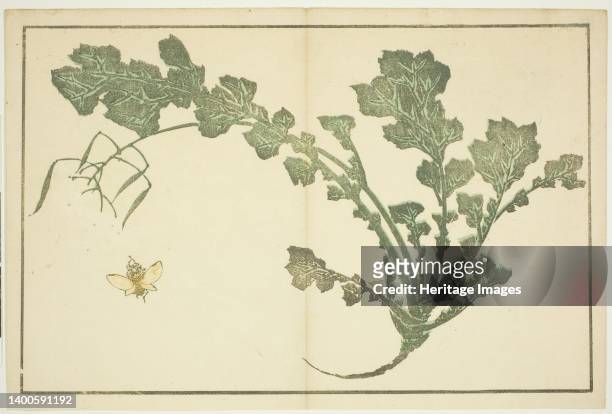 Wasp and turnip stalk, from "The Picture Book of Realistic Paintings of Hokusai ", Japan, c. 1814. Artist Hokusai.