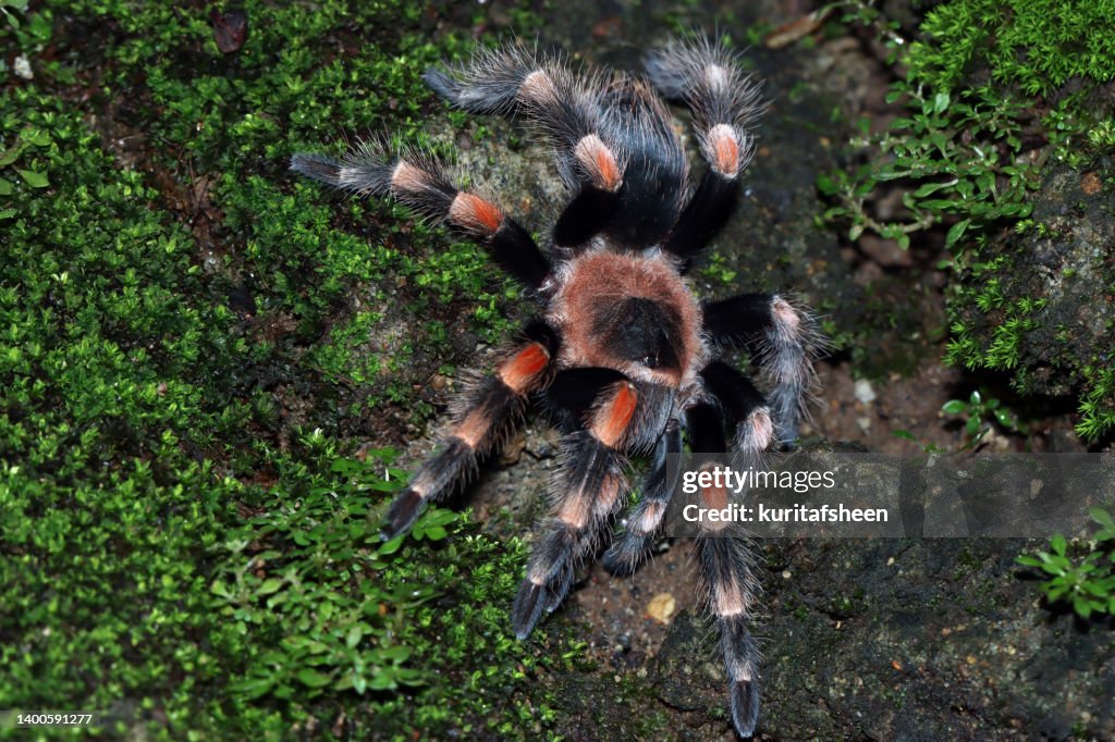 Overhead view of Hamorii tarantula (Brachypelma hamorii) on mossy ground, Indonesia