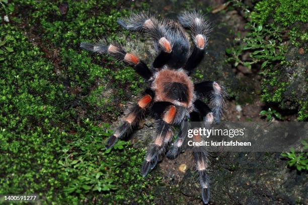 overhead view of hamorii tarantula (brachypelma hamorii) on mossy ground, indonesia - mexican redknee tarantula stock pictures, royalty-free photos & images